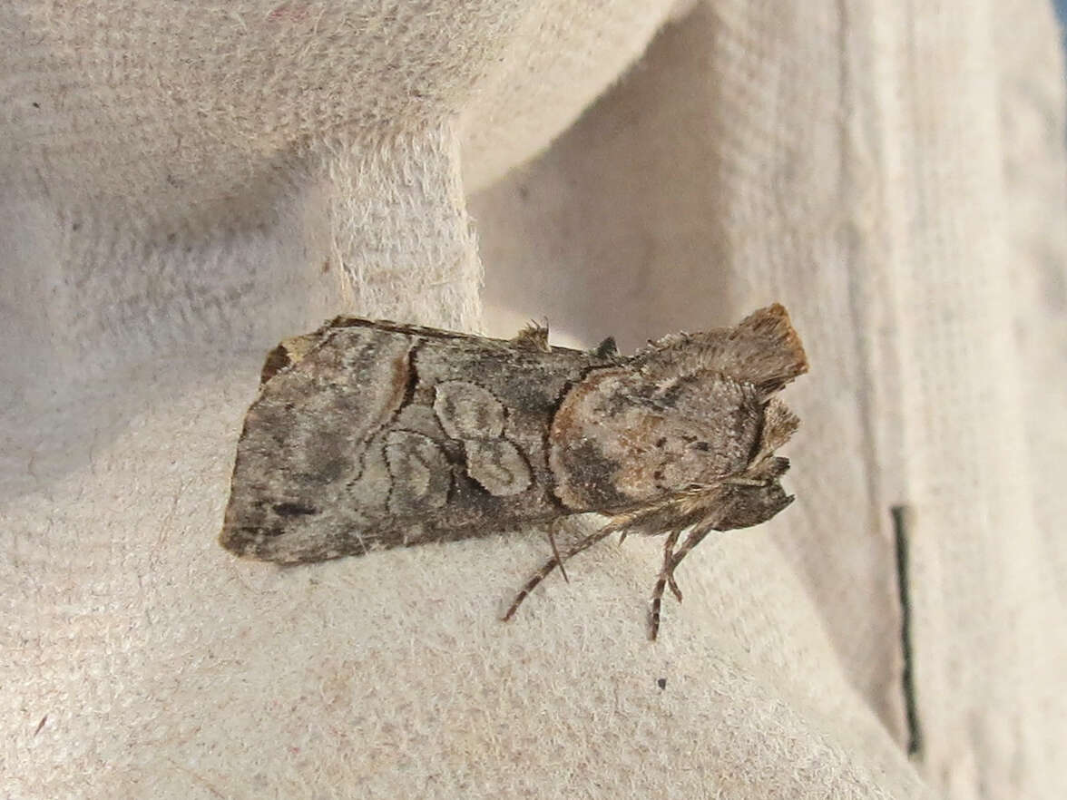 Image of Spectacled Nettle Moth