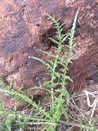 Image of Hooker's balsamroot