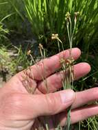 Image of eastern blue-eyed grass