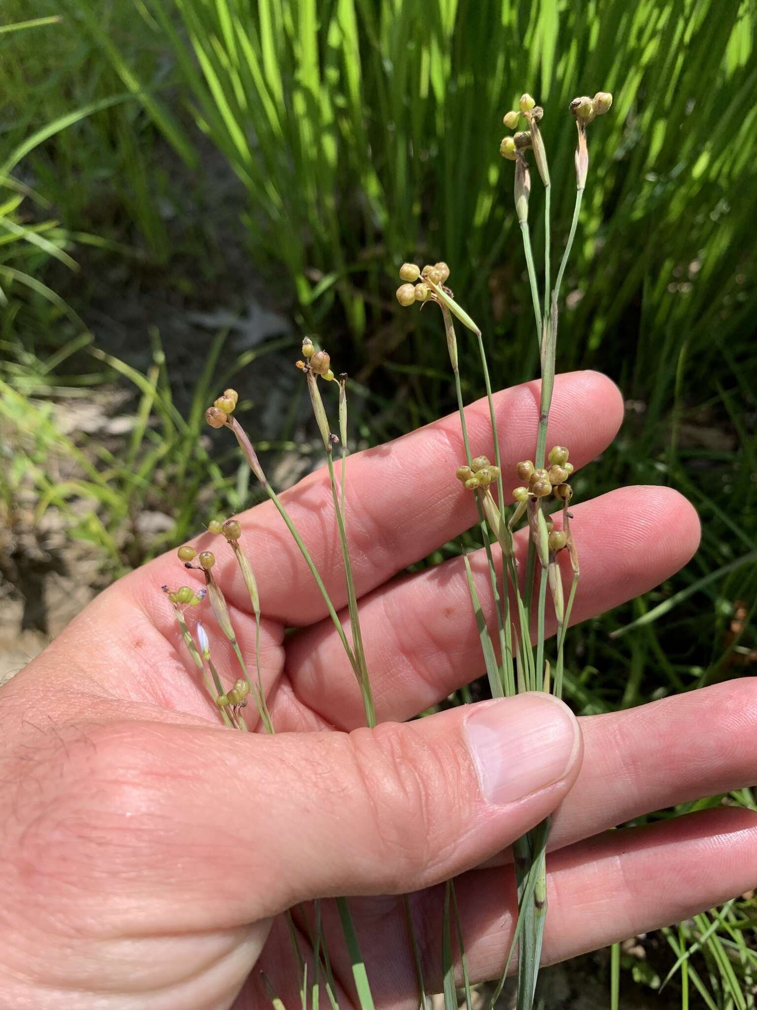 Image of eastern blue-eyed grass