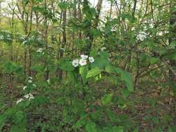 Imagem de Crataegus pruinosa var. gattingeri (Ashe) Lance