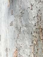 Image of scribbly gum