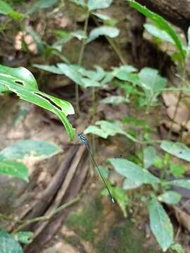 Image of Coeliccia membranipes (Rambur 1842)