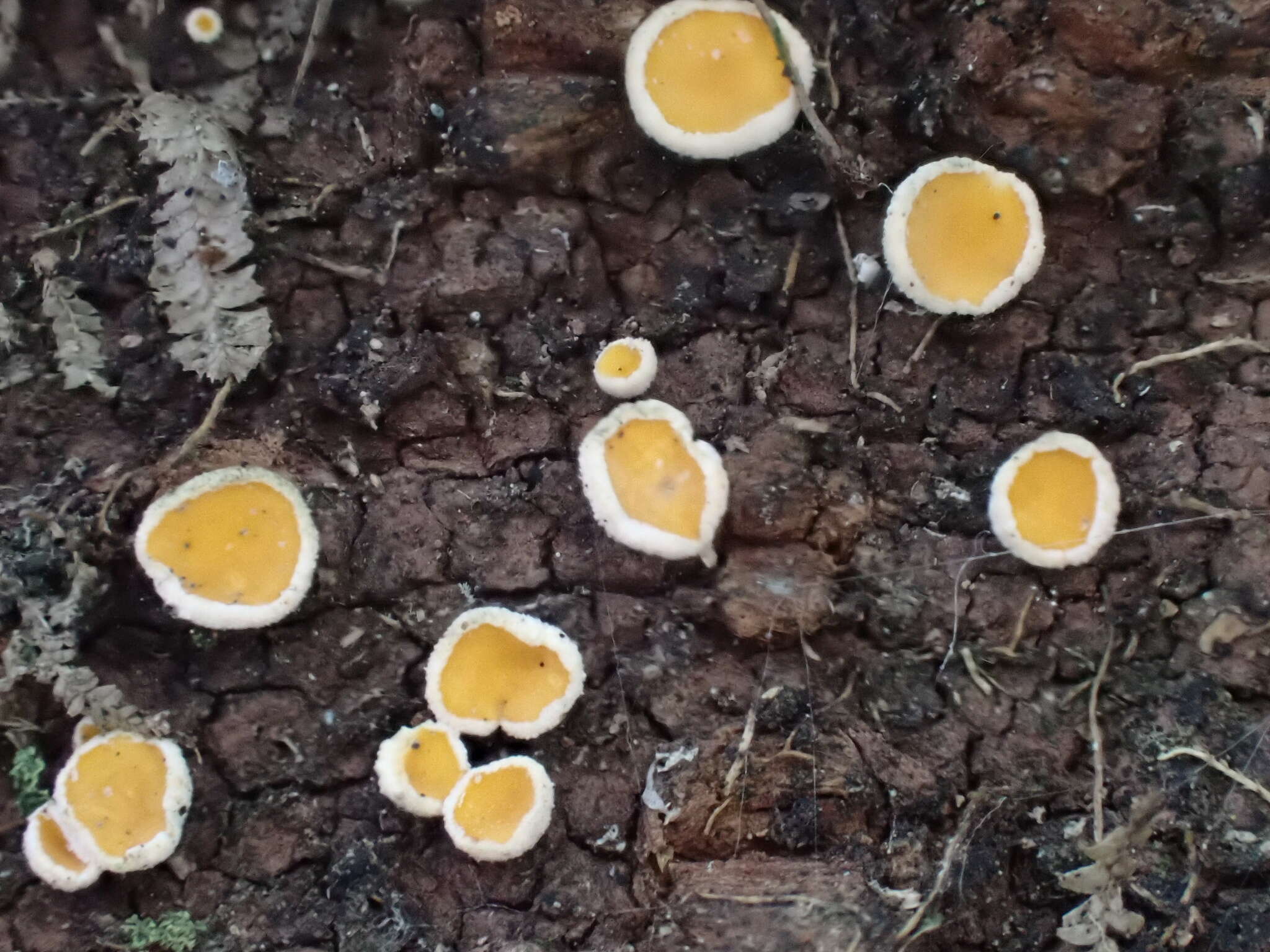 Image of Erioscyphella abnormis (Mont.) Baral, Šandová & B. Perić 2015