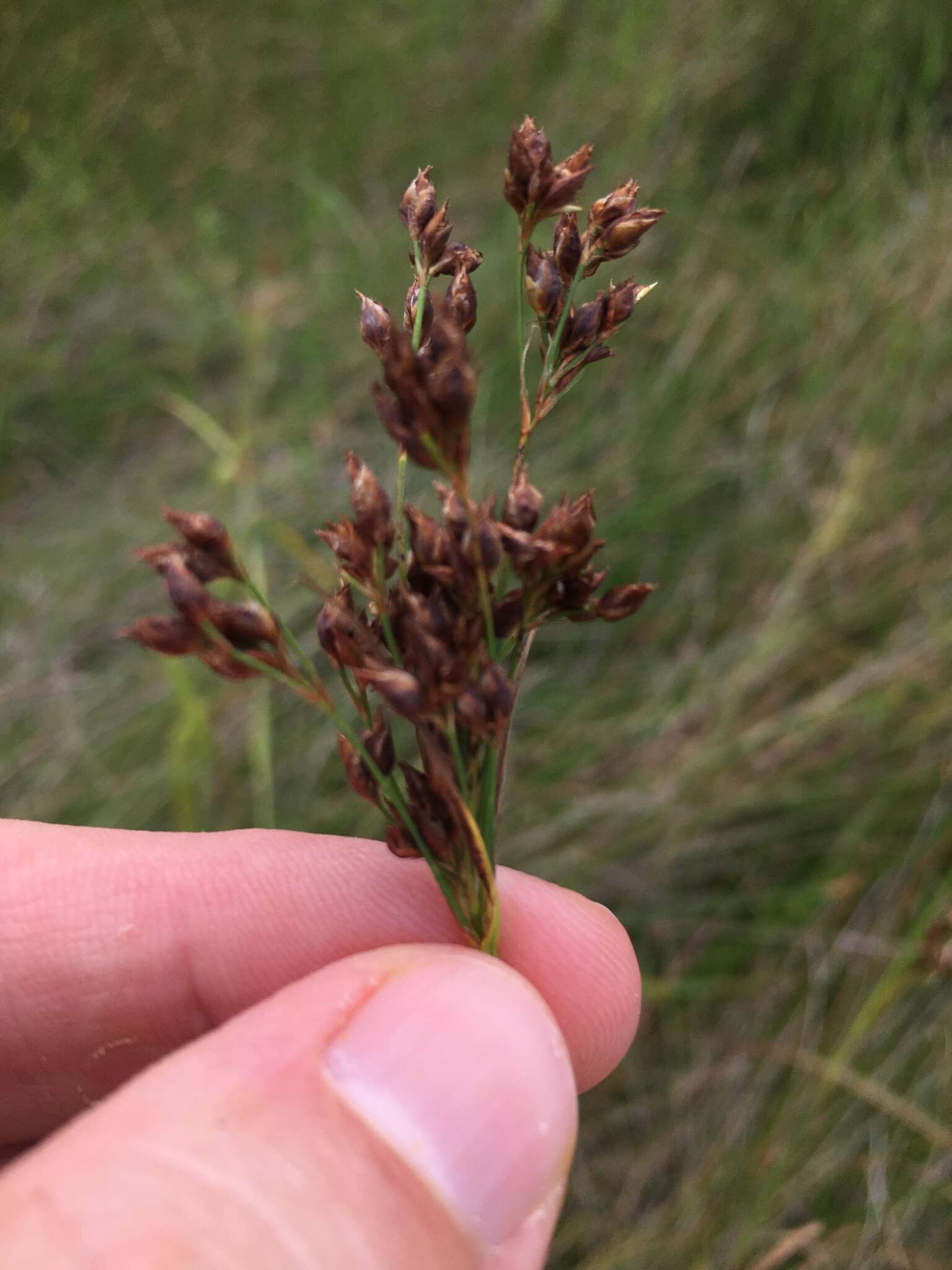 Image of anglestem beaksedge