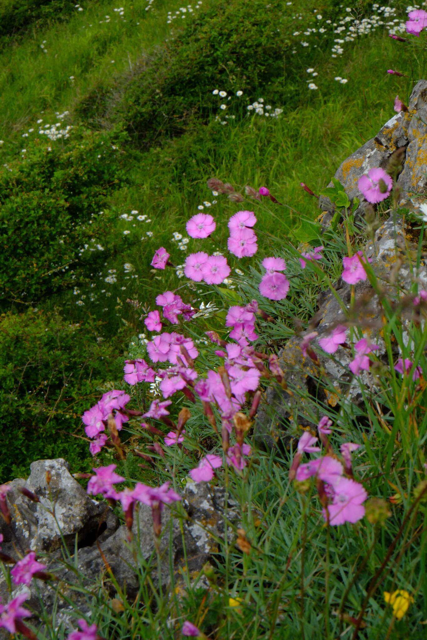 Image of cheddar pink