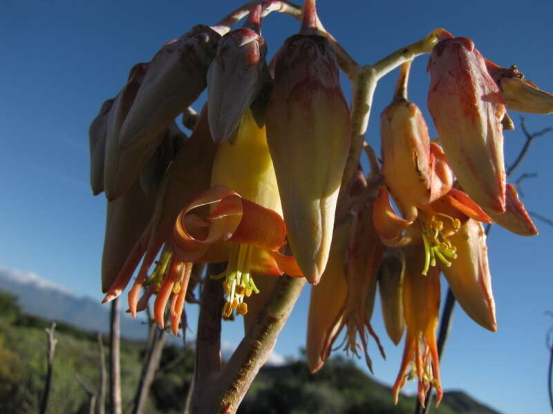 Image of Cotyledon orbiculata var. spuria (L.) Tölken