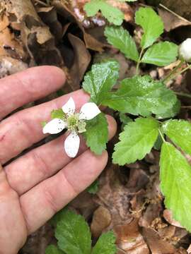 Image of garden dewberry