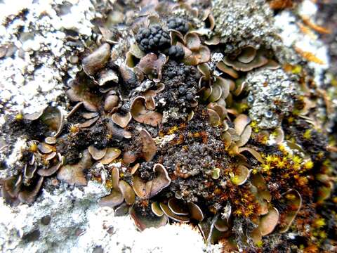 Слика од Psora globifera (Ach.) A. Massal.