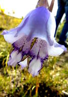 Image de Gladiolus bullatus Thunb. ex G. J. Lewis