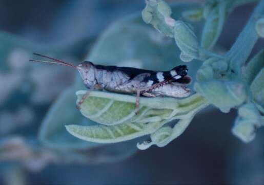 Image of Terpillaria