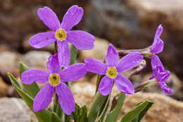 Image of alpine primrose