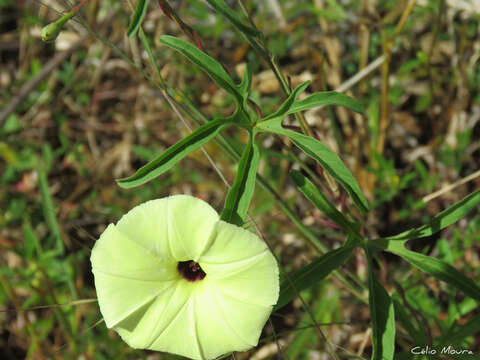 Image de <i>Ipomoea longeramosa</i>