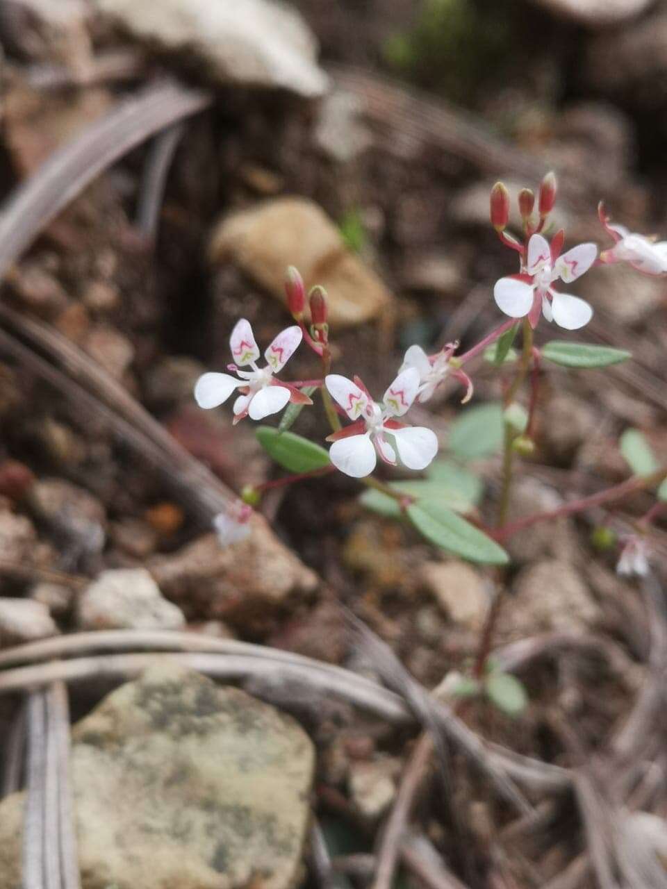 Image de Lopezia gracilis S. Watson