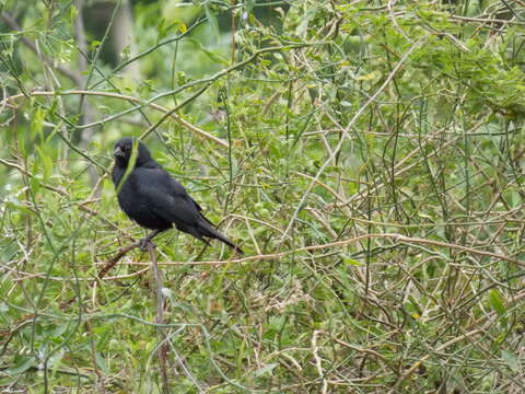 Molothrus rufoaxillaris Cassin 1866 resmi