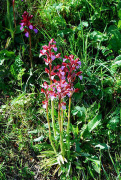 Image of Anacamptis papilionacea subsp. papilionacea