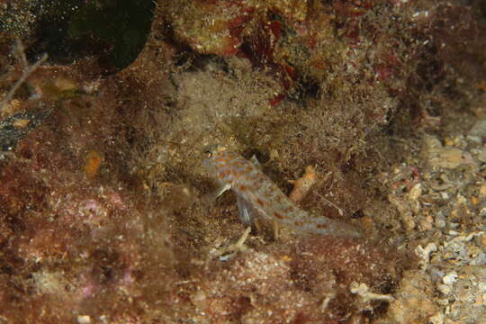 Image of Large-scaled goby