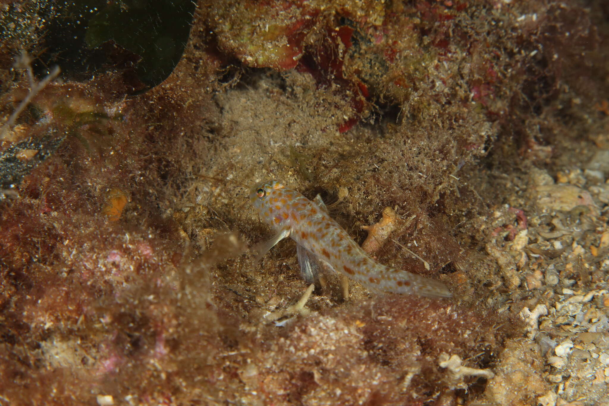 Image of Large-scaled goby