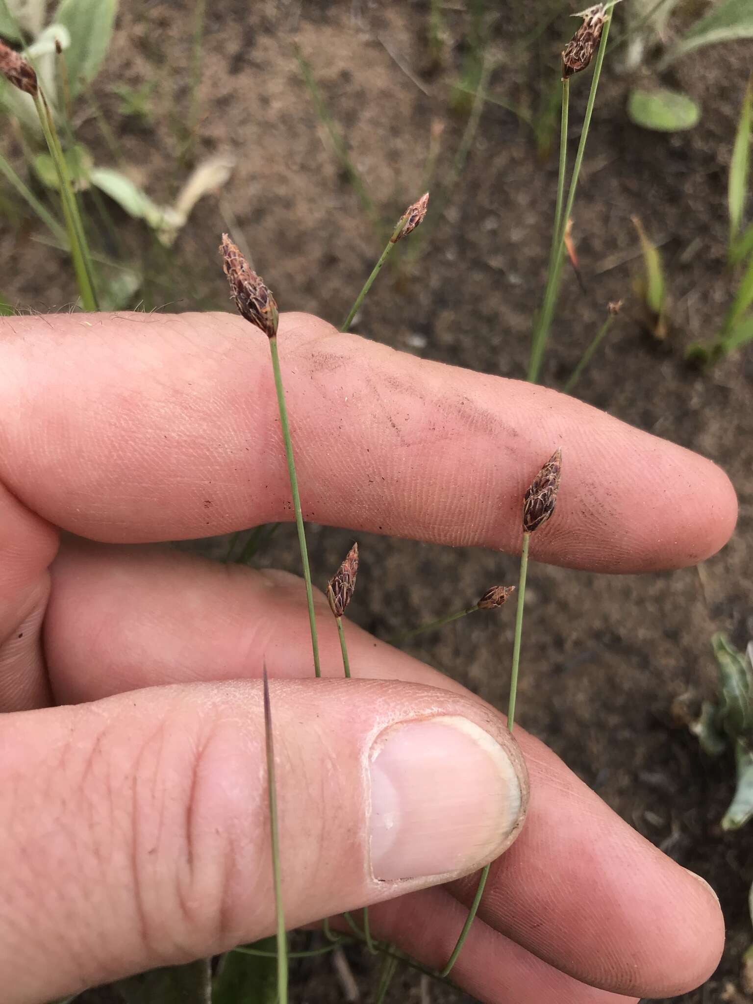 Image of Bulbostylis oritrephes (Ridl.) C. B. Clarke