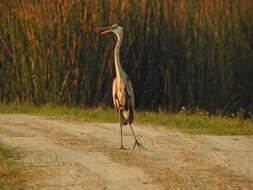 Image of Ardea herodias wardi Ridgway 1882