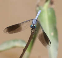 Imagem de Tetrathemis polleni (Selys 1869)