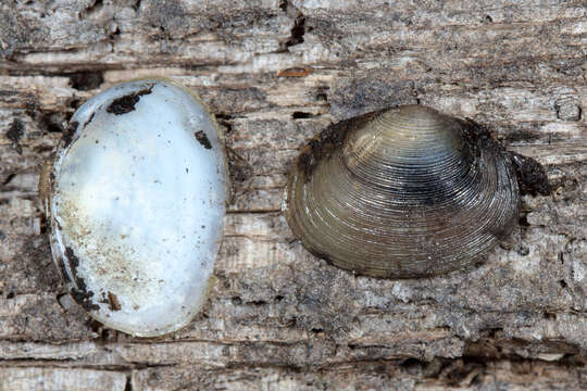 Image of Grooved Fingernail Clam