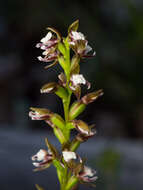 Imagem de Prasophyllum brevilabre (Lindl.) Hook. fil.