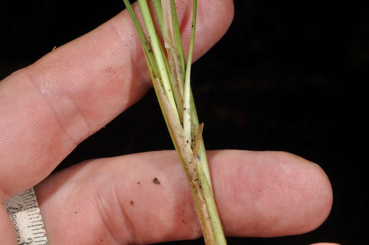 Image of Ophiopogon intermedius D. Don