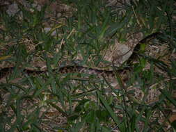 Image de Lycodon rufozonatus walli (Stejneger 1907)