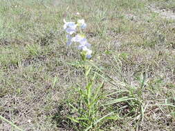 Image of Guadalupe beardtongue