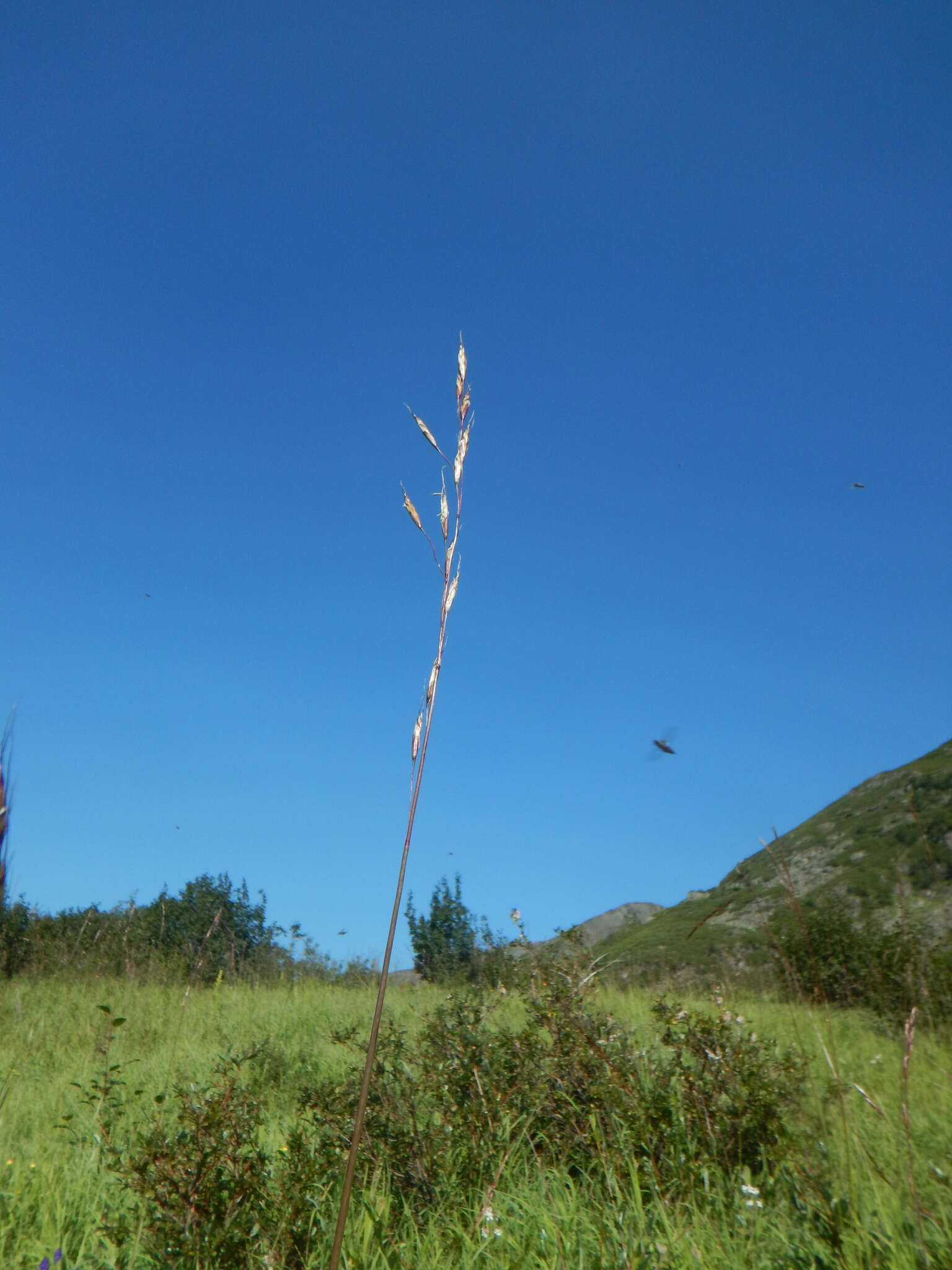 Image of Helictochloa dahurica (Kom.) Romero Zarco