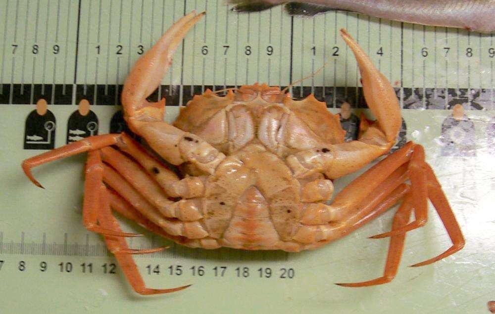 Image of red deep-sea crab