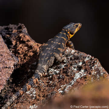 Image de Lézard des rochers