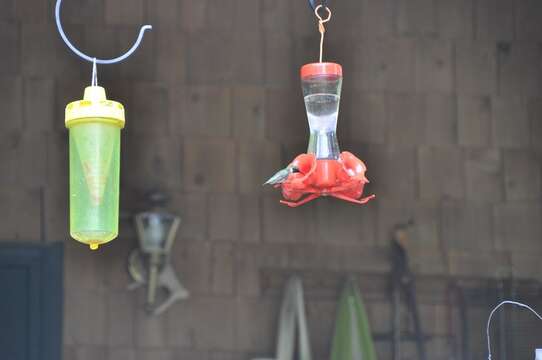 Image of Ruby-throated Hummingbird