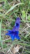 صورة Gentiana clusii subsp. clusii