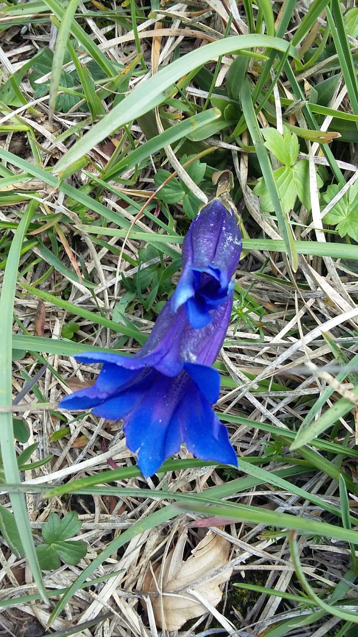 صورة Gentiana clusii subsp. clusii