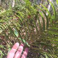 Image of swamp water fern