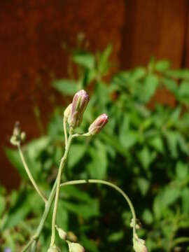 Image of blue lettuce