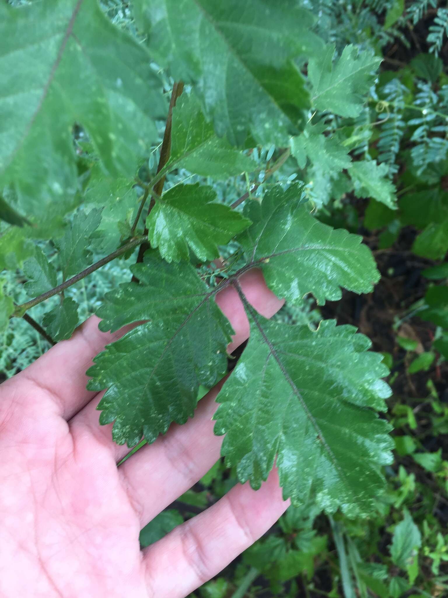 Urvillea chacoensis A. T. Hunziker的圖片