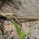 Image of <i>Psammophis afroccidentalis</i>