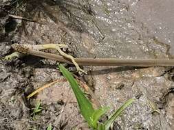 Image of <i>Psammophis afroccidentalis</i>