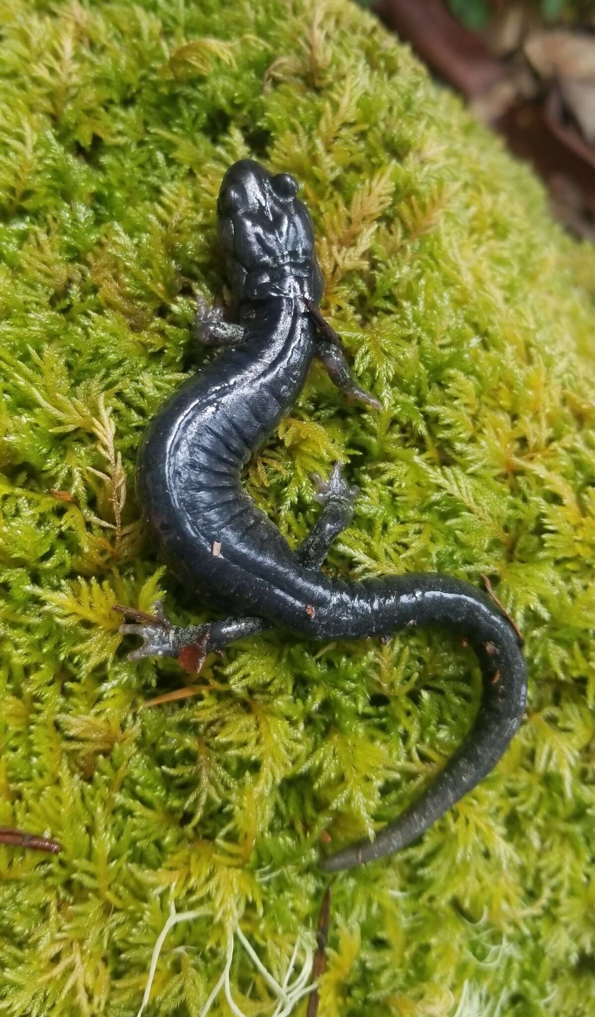 Image of Klamath Black Salamander