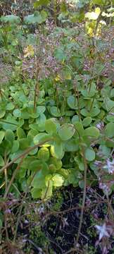 Image of Crassula multicava subsp. multicava