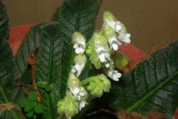 Plancia ëd Streptocarpus pogonites Hilliard & B. L. Burtt