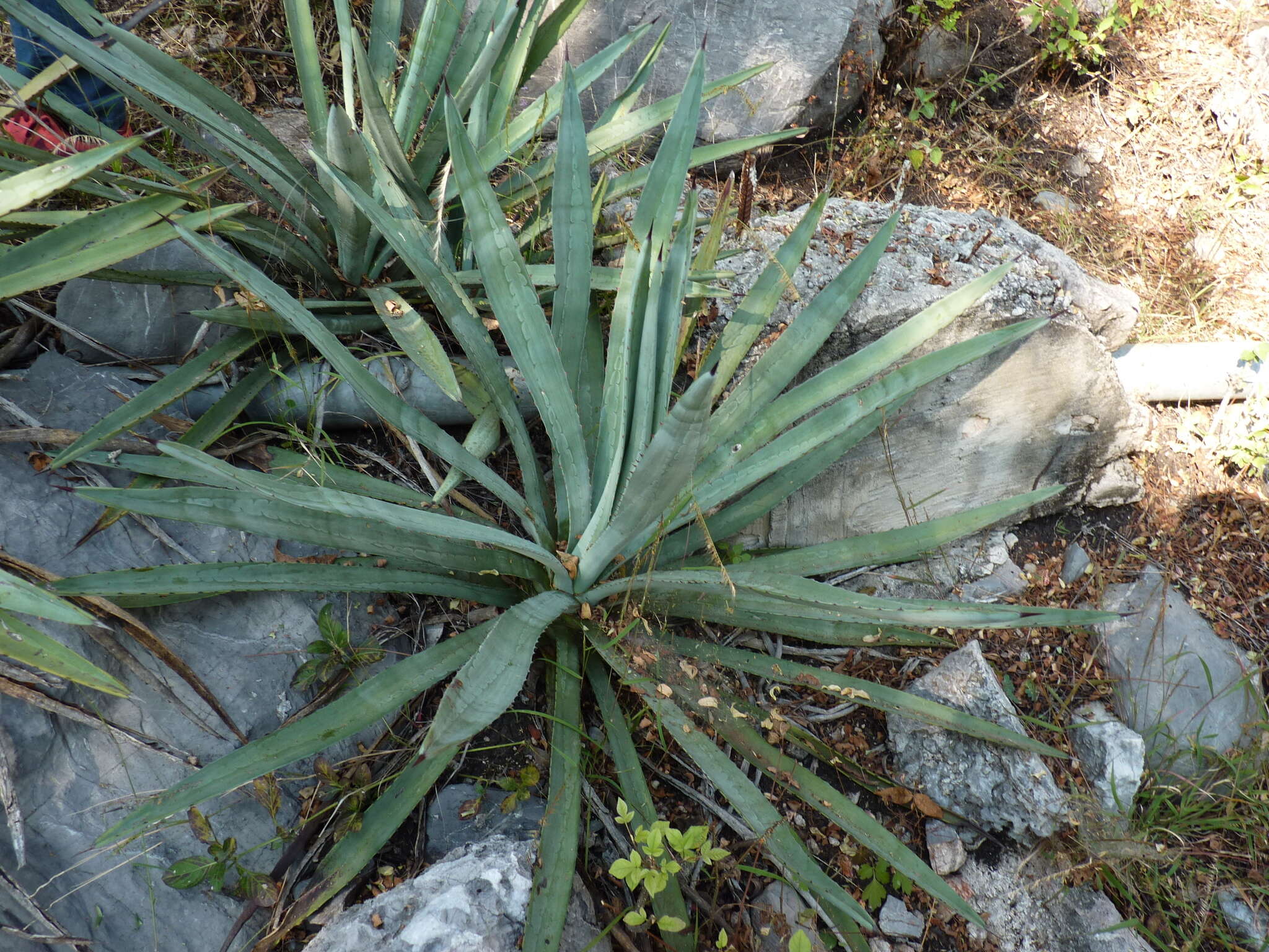 Слика од Agave vivipara L.