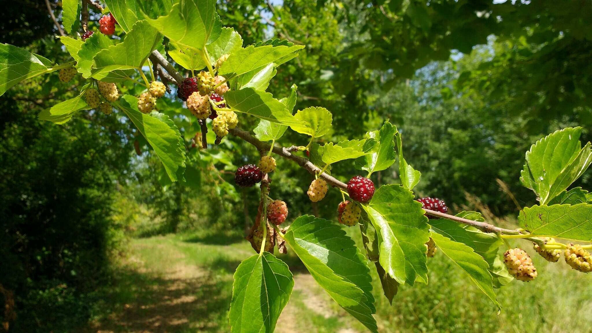 Image of black mulberry