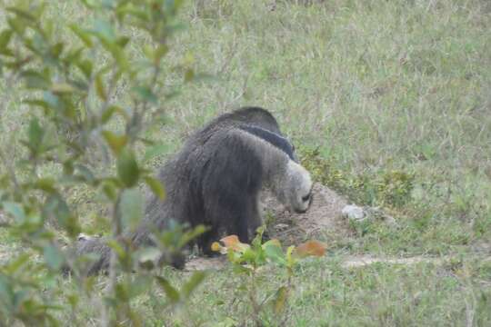 Image of Giant anteaters