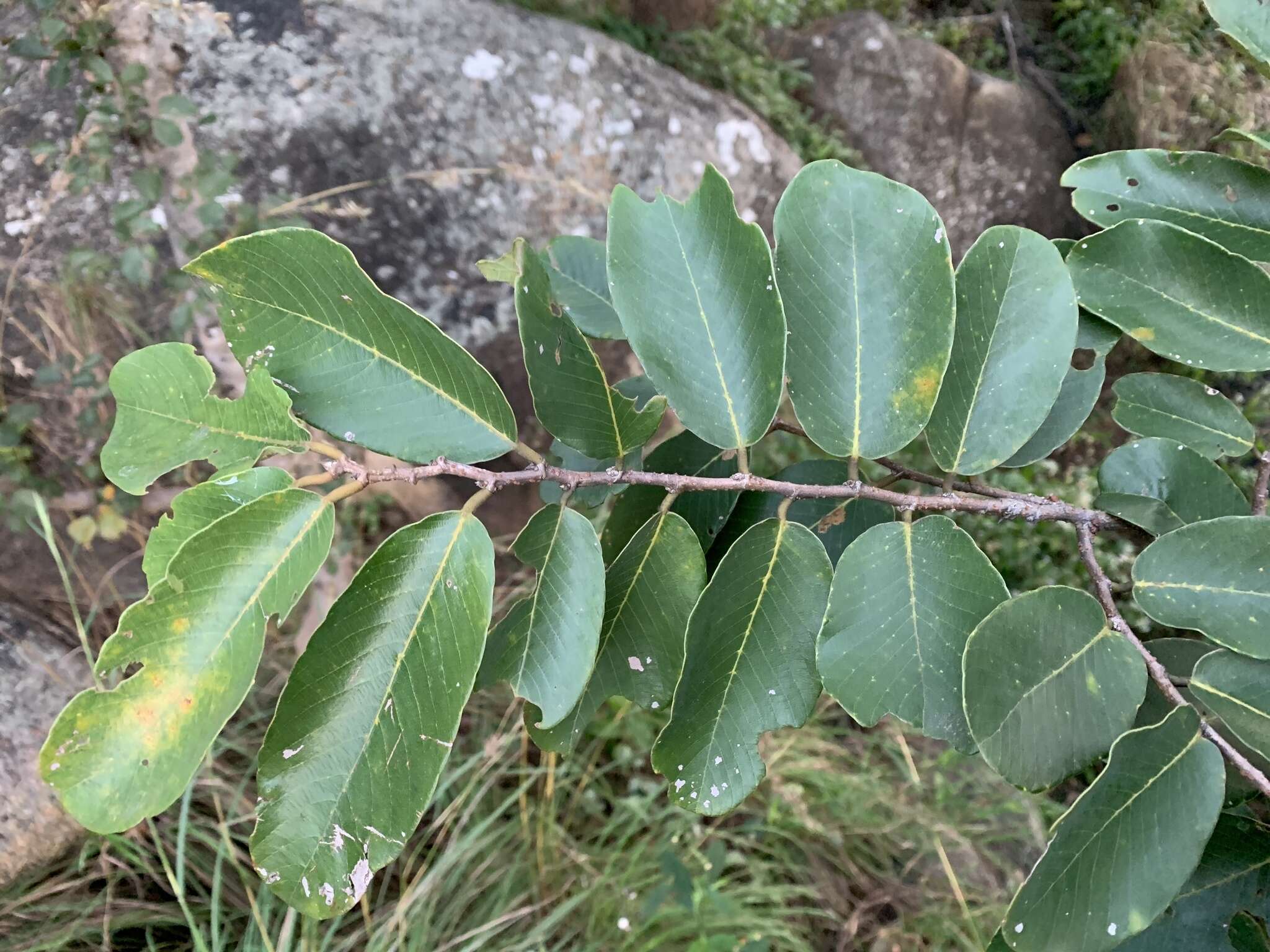 Image of Bridelia retusa (L.) A. Juss.