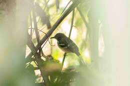 Image of Dot-backed Antbird