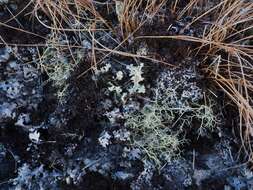 Image of witch's hair lichen